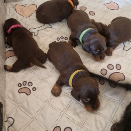 Chiots teckels nains #0