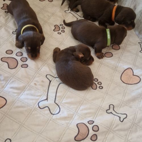 Chiots teckels nains #2
