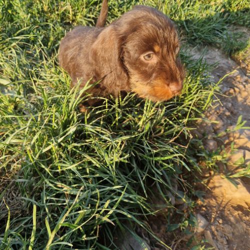 Chiots teckels nains #1