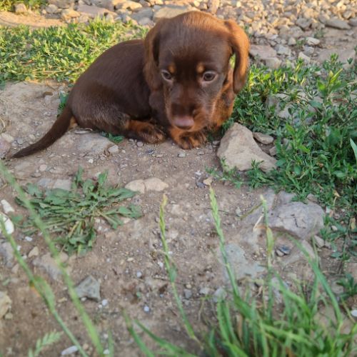 Chiots teckels nains #2