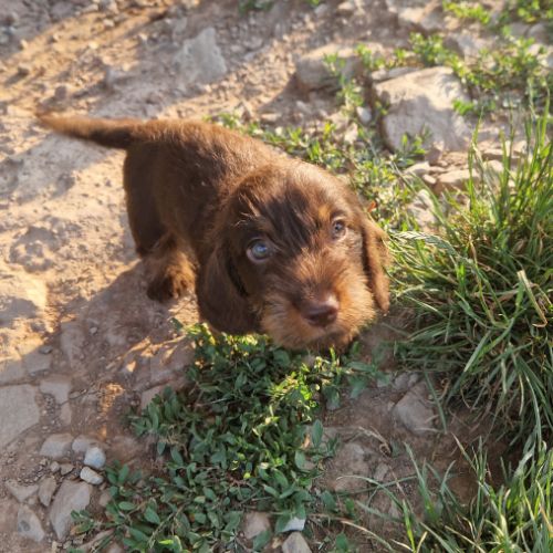 Chiots teckels nains #3