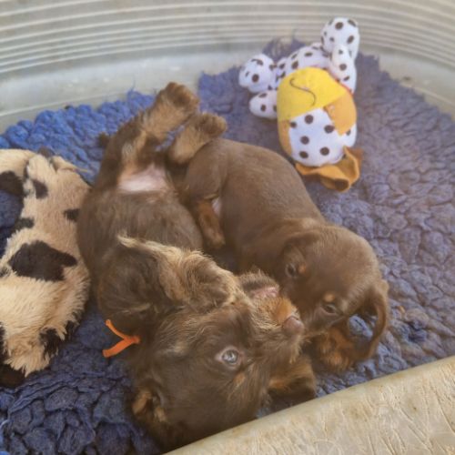 Chiots teckels nains #5