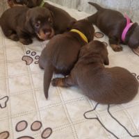 Chiots teckels nains #3