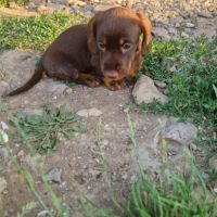 Chiots teckels nains #2