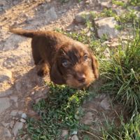 Chiots teckels nains #3