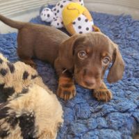 Chiots teckels nains
