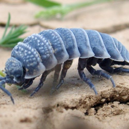 Hemilepistus reaumuri