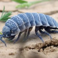 Hemilepistus reaumuri
