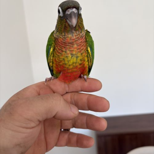 Conure molinae #0
