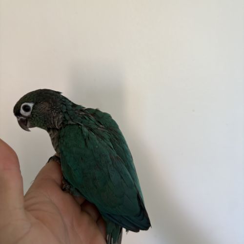 Conure molinae #2