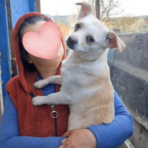 Snow, le grand chihuahua