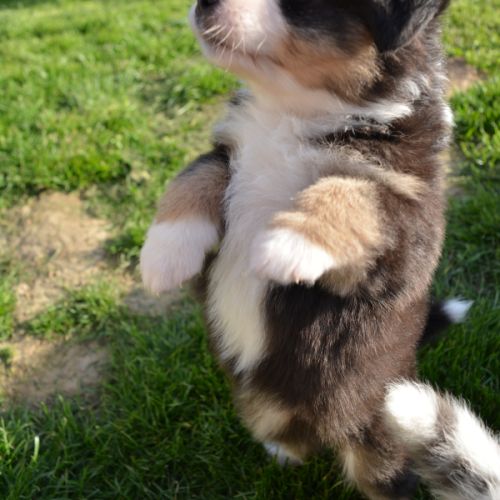 Chiots  berger australien lof