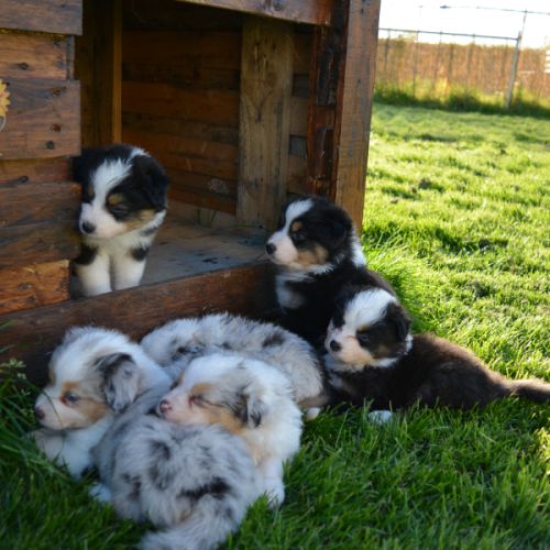 Chiots  berger australien lof #4