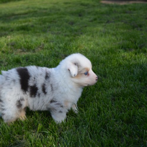 Chiots  berger australien lof #6