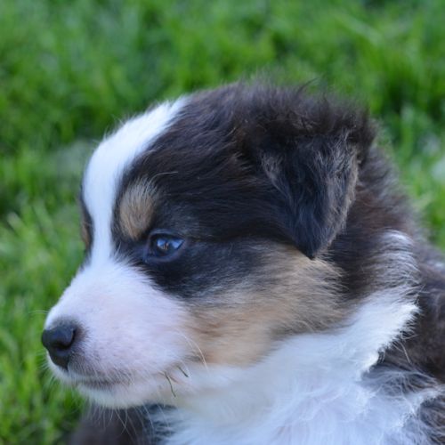 Chiots  berger australien lof #7
