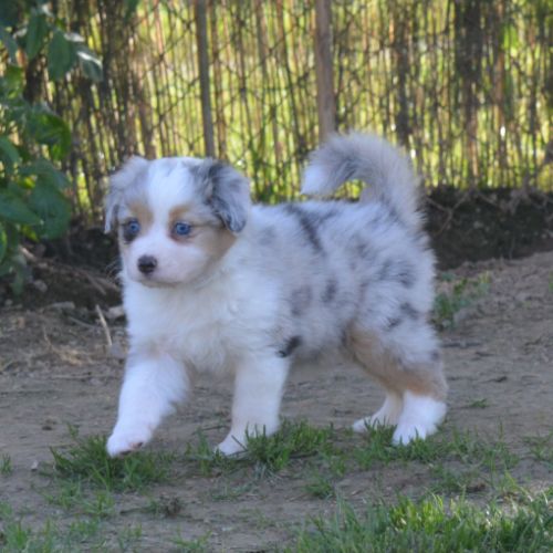 Chiots  berger australien lof #8
