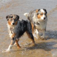 Chiots  berger australien lof #1