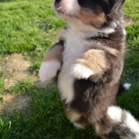 Chiots  berger australien lof #0