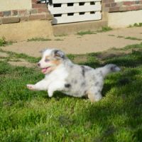 Chiots  berger australien lof #5