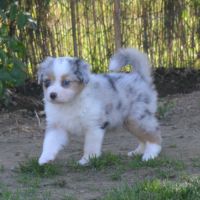 Chiots  berger australien lof #8