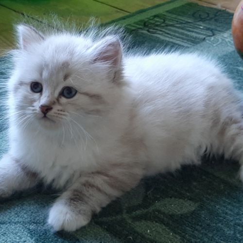 Chatons siberiens