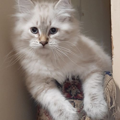 Chatons siberiens #3