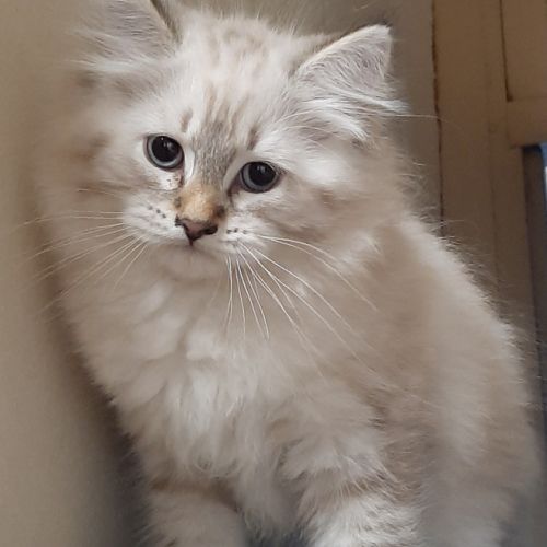 Chatons siberiens #4