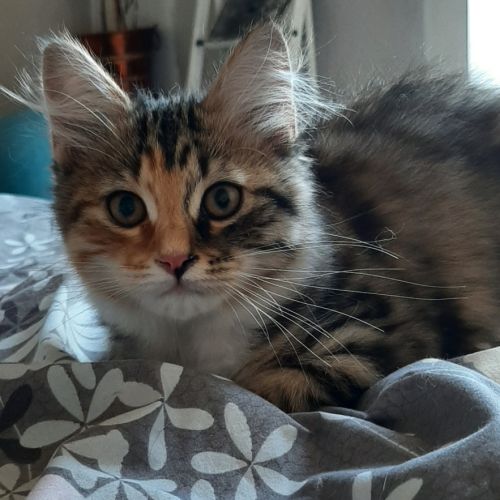 Chaton femelle siberien #1