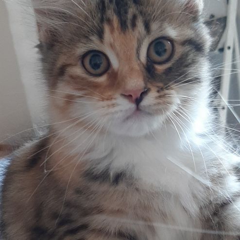 Chaton femelle siberien