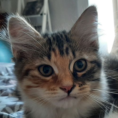 Chaton femelle siberien #3