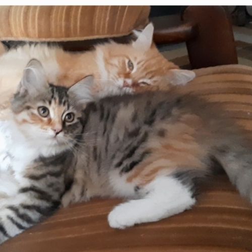 Chaton femelle siberien #5