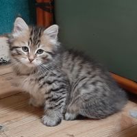 Chatons siberiens #2