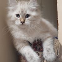 Chatons siberiens #3