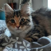 Chaton femelle siberien #1