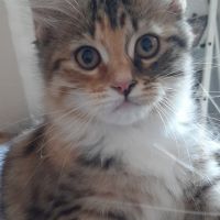 Chaton femelle siberien