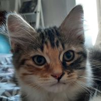 Chaton femelle siberien #3
