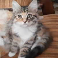 Chaton femelle siberien #4