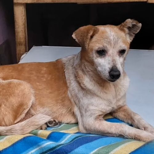 Victoria, rescapée de roumanie, à l'adoption