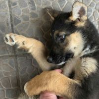Zaza bébé rescapé roumain à l'adoption #1