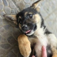 Zaza bébé rescapé roumain à l'adoption #0