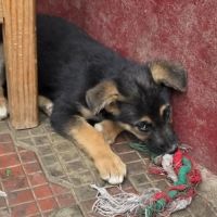 Zaza bébé rescapé roumain à l'adoption #3