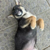 Zaza bébé rescapé roumain à l'adoption #4