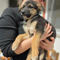 Zaza bébé rescapé roumain à l'adoption #5