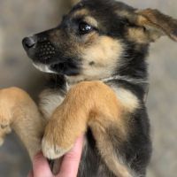 Zaza bébé rescapé roumain à l'adoption #7