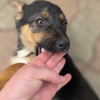Zaza bébé rescapé roumain à l'adoption #8