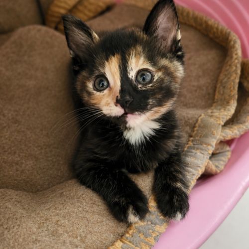 Cruela, adorable chaton à l'adoption #1
