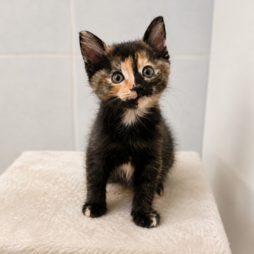Cruela, adorable chaton à l'adoption #2