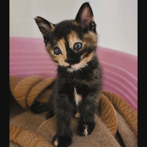 Cruela, adorable chaton à l'adoption