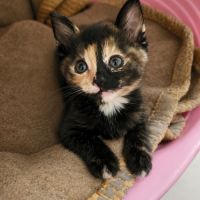 Cruela, adorable chaton à l'adoption #1