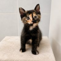 Cruela, adorable chaton à l'adoption #2